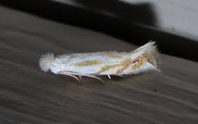 Attēlu rezultāti vaicājumam “Bucculatrix rhamniella”