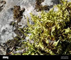 Attēlu rezultāti vaicājumam “Homalothecium sericeum”