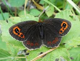Attēlu rezultāti vaicājumam “Erebia aethiops upperside”