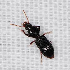 Attēlu rezultāti vaicājumam “Clivina fossor”