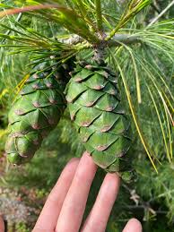 Attēlu rezultāti vaicājumam “Pinus mugo fruit”