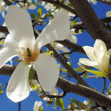 Attēlu rezultāti vaicājumam “Magnolia kobus”