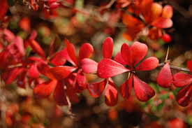 Attēlu rezultāti vaicājumam “Berberis thunbergii flower”