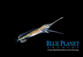 Image result for Xiphias gladius