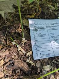 Attēlu rezultāti vaicājumam “Sebacina incrustans”