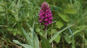Attēlu rezultāti vaicājumam “Dactylorhiza russowii”