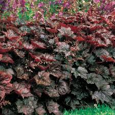 Image result for HEUCHERA americana 'Palace Purple Auslese'