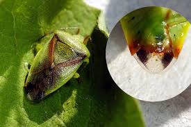 Attēlu rezultāti vaicājumam “Elasmostethus interstinctus”