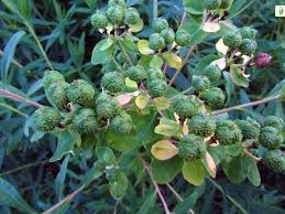 Attēlu rezultāti vaicājumam “Euphorbia palustris leaf”