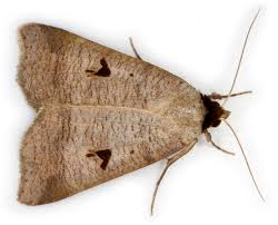 Attēlu rezultāti vaicājumam “Lygephila pastinum”