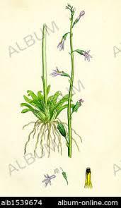 Attēlu rezultāti vaicājumam “Lobelia dortmanna bud”