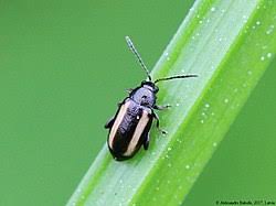 Attēlu rezultāti vaicājumam “Phyllotreta sp.”