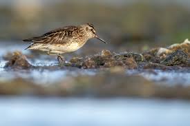 Attēlu rezultāti vaicājumam “Calidris falcinellus adult”