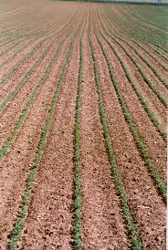 Image result for Lupinen