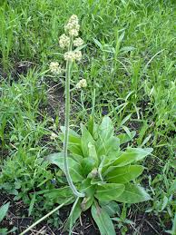 Attēlu rezultāti vaicājumam “Phleogena faginea sessile”