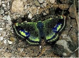 Attēlu rezultāti vaicājumam “Nymphalidae”