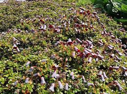 Attēlu rezultāti vaicājumam “Gaultheria cuneata”