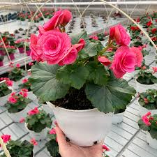 Image result for Бегония Элатиор 12х22 4601887072423