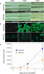 Image result for Leaves Green Bowmen