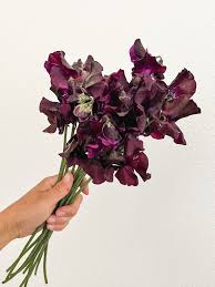 Image result for Sweet Pea Bowling Club