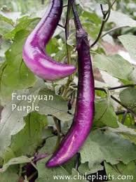 Afbeeldingsresultaat voor fengyuan purple eggplant