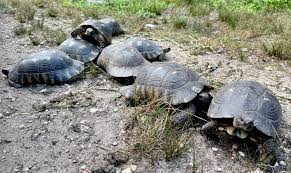 Attēlu rezultāti vaicājumam “Licea chelonoides spores”