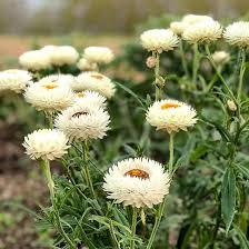 Image result for Strohblume