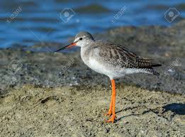 Image result for Tringa erythropus