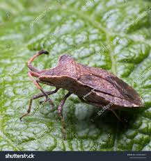 Attēlu rezultāti vaicājumam “Coreus marginatus”