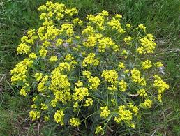 Attēlu rezultāti vaicājumam “Bunias orientalis flower”