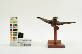 Image result for Chaetura pelagica