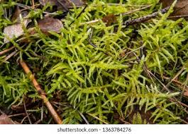 Attēlu rezultāti vaicājumam “Eurhynchium angustirete sporophyte”