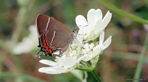 Attēlu rezultāti vaicājumam “Satyrium w-album”