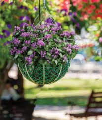 Attēlu rezultāti vaicājumam “Lamium”