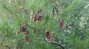 Attēlu rezultāti vaicājumam “Pinus strobus”