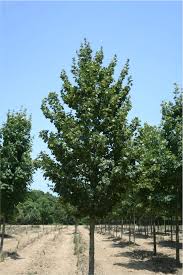 Attēlu rezultāti vaicājumam “Acer campestre leaf”