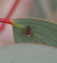 Attēlu rezultāti vaicājumam “Cicadellidae”