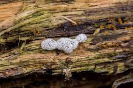 Attēlu rezultāti vaicājumam “Cribraria aurantiaca”