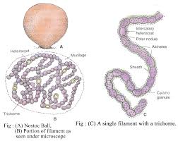 Attēlu rezultāti vaicājumam “Nostoc commune cells”