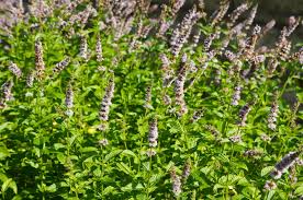 Attēlu rezultāti vaicājumam “Mentha spicata”