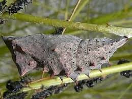 Attēlu rezultāti vaicājumam “Nymphalis pupa”