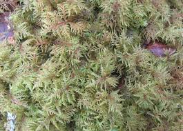 Attēlu rezultāti vaicājumam “Campylopus pyriformis”