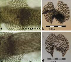 Attēlu rezultāti vaicājumam “Calypogeia muelleriana”