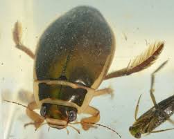 Attēlu rezultāti vaicājumam “Dytiscus sp.”