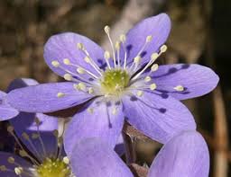 Attēlu rezultāti vaicājumam “Hepatica nobilis”