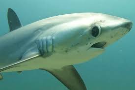 Image result for Alopias vulpinus