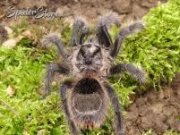 Znalezione obrazy dla zapytania Grammostola grossa