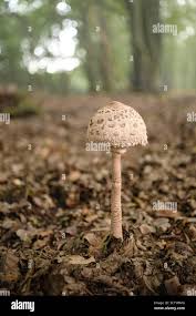 Attēlu rezultāti vaicājumam “Clavulinopsis cinerioides”