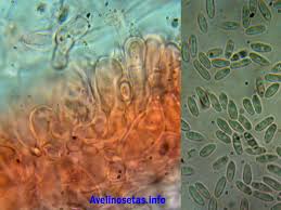 Attēlu rezultāti vaicājumam “Rhizopogon luteolus”