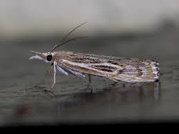 Attēlu rezultāti vaicājumam “Pediasia fascelinella”